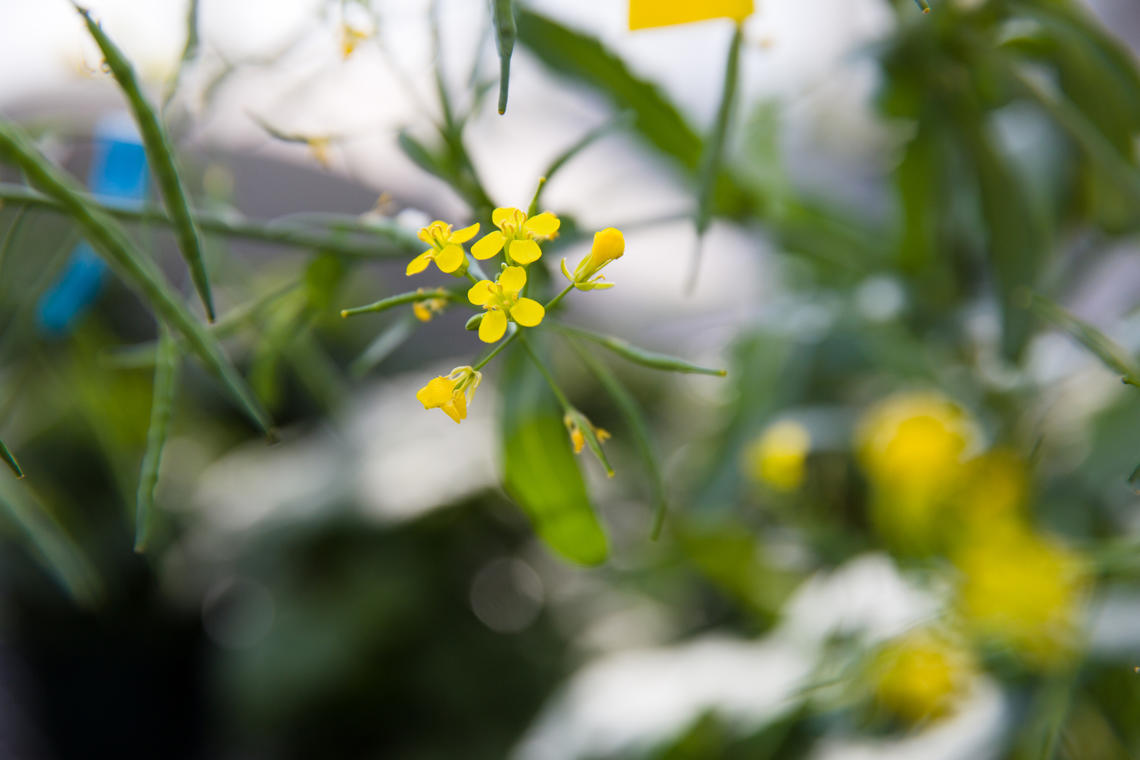 In canola, the evolved ability to self-pollinate and self-fertilize is detrimental, especially for hybrid seed production, because this weakens the genetic diversity and hybrid vigour.