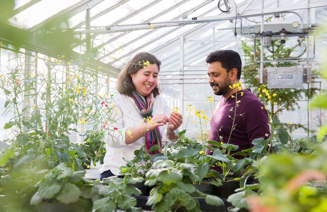 “We have identified a new, major target in the self-incompatibility pathway, which could be applied in the canola industry in making hybrid plants,” says Marcus Samuel. The discovery could be used by biotechnology companies to create new, more vigorous hybrid varieties of canola, and to promote and accelerate pollination even in challenging environmental conditions.