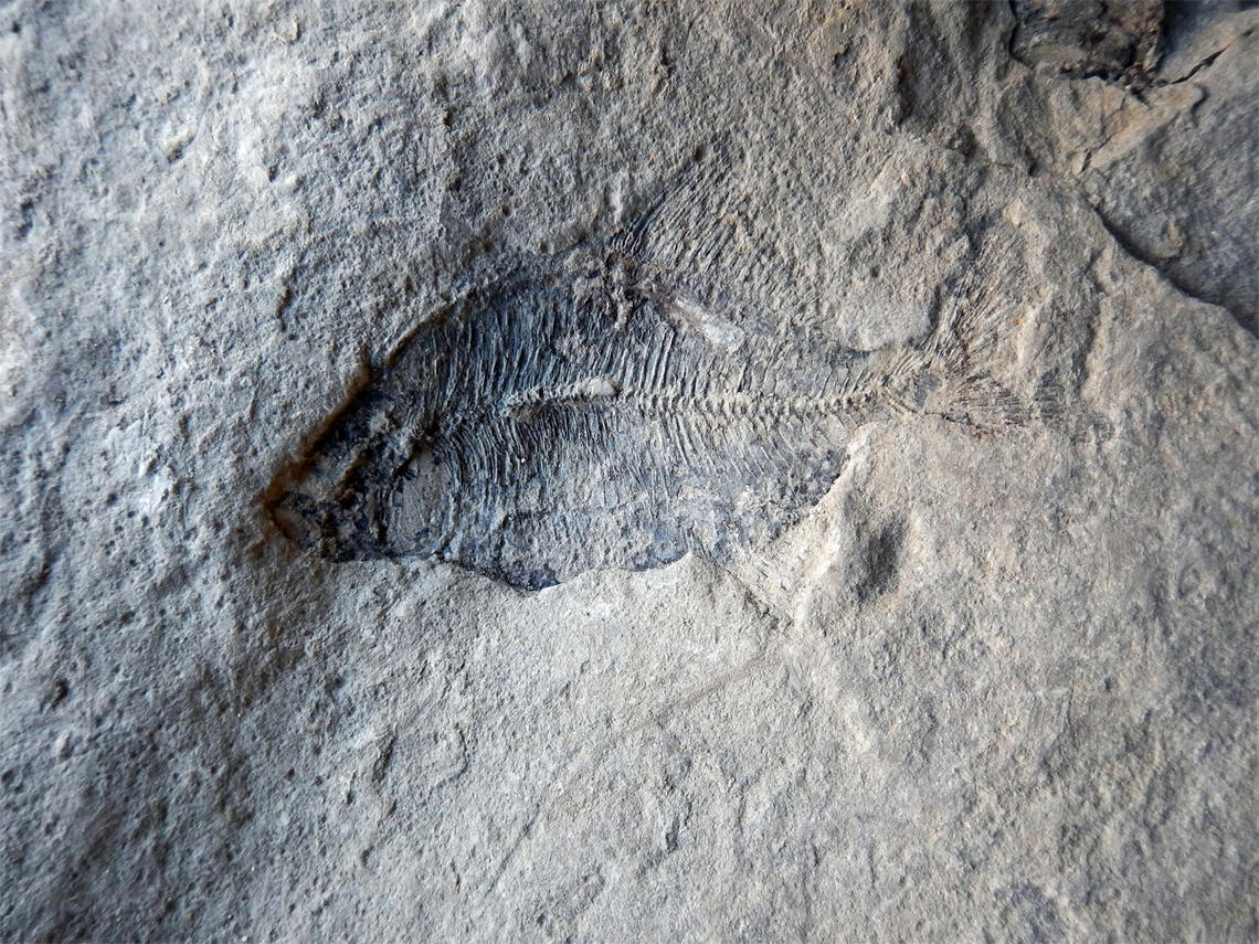 Five nearly perfect fish fossil specimens were found in a block of sandstone excavated in the northwest Calgary community of Evanston.