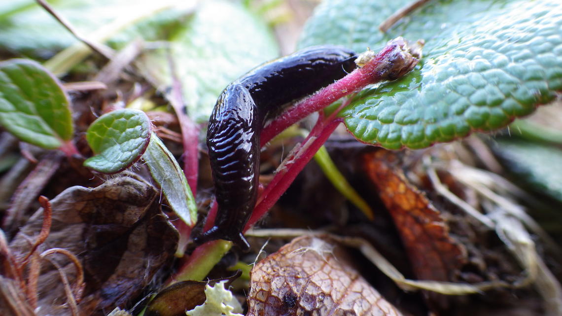 The slug, Deroceras laeve, is a hardy creature living in the Arctic that serves as an essential intermediate host for some muskox and caribou lungworms.