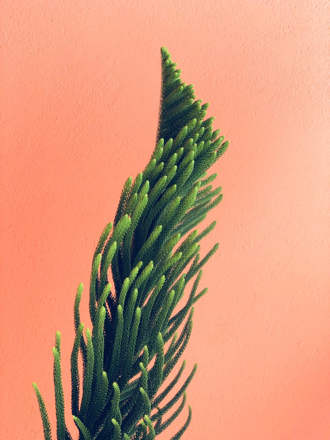 a coniferous plant growing toward the sun