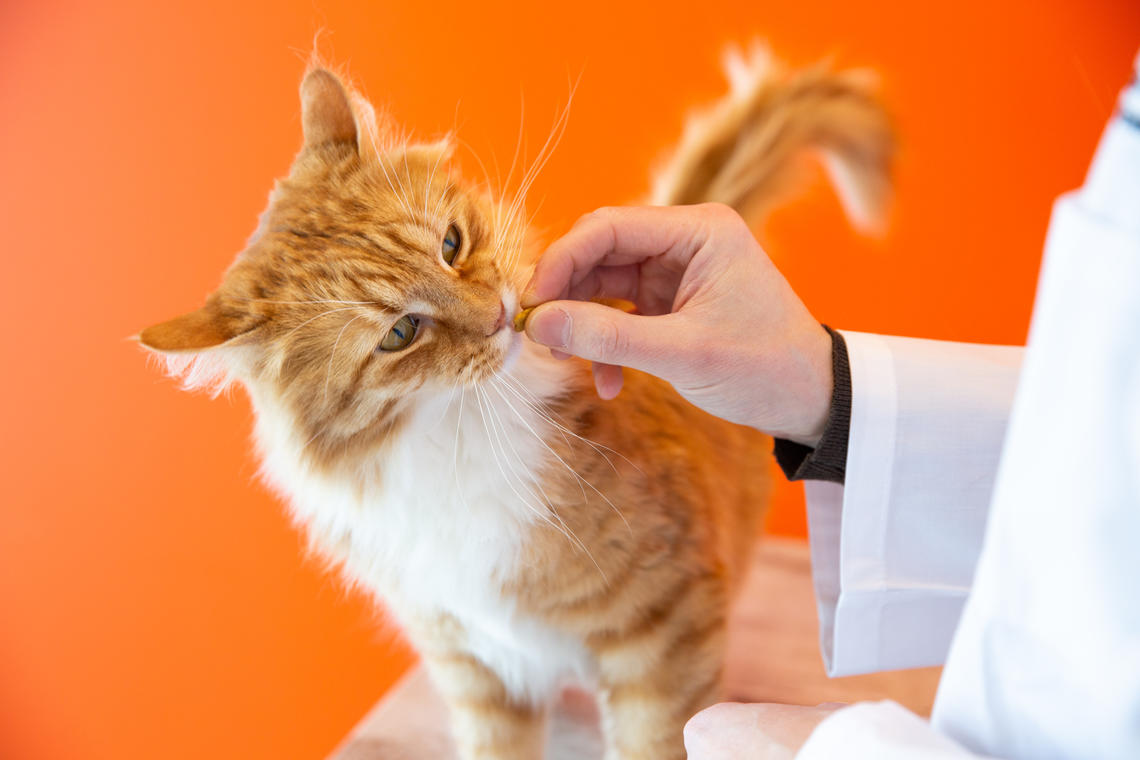 Vet gives cat a treat.