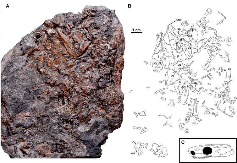 Photograph (A) and interpretive drawing of the new Joggins reptile, Steenerpeton silvae. Letter abbreviations refer to different anatomical elements