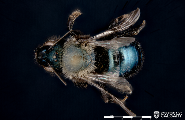 OSMIA NIGIFRONS