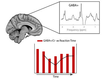 GABA levels