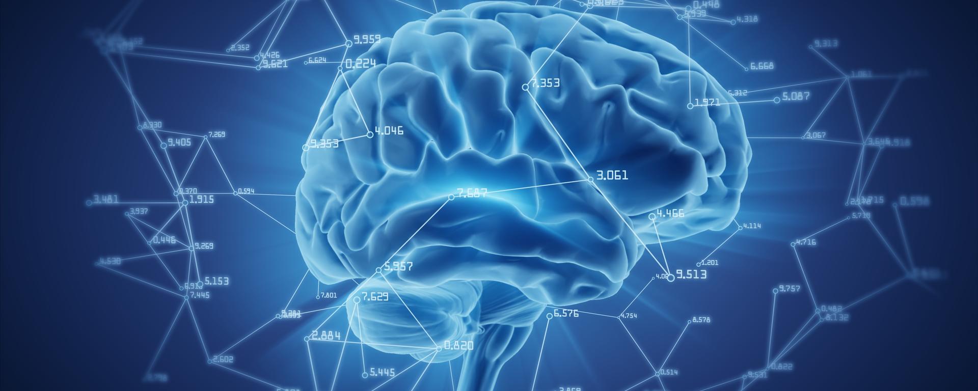brain