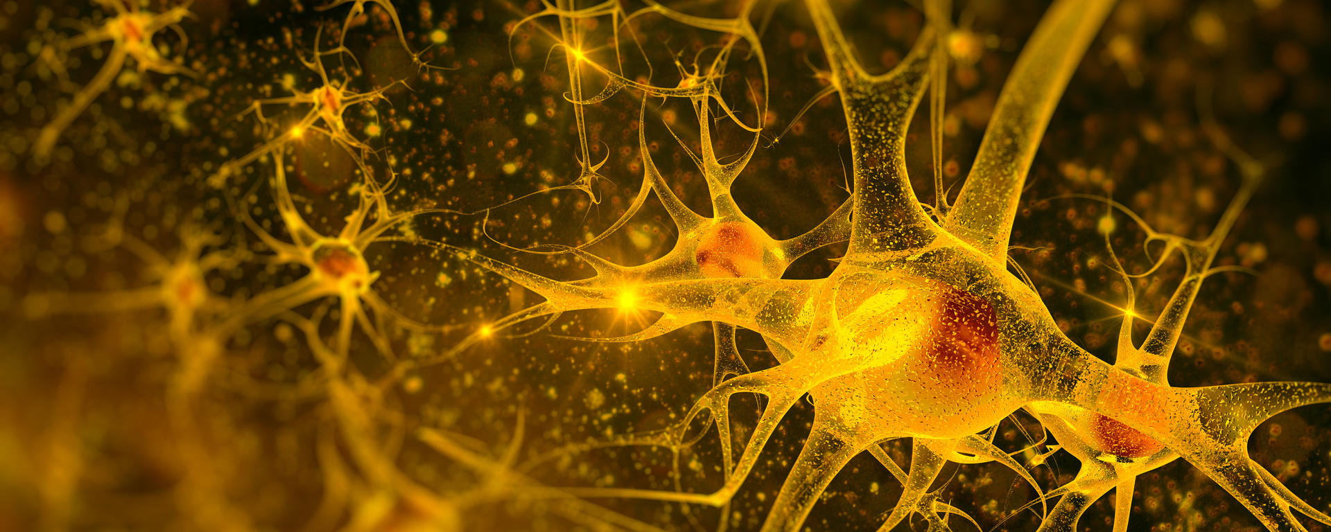 neurons