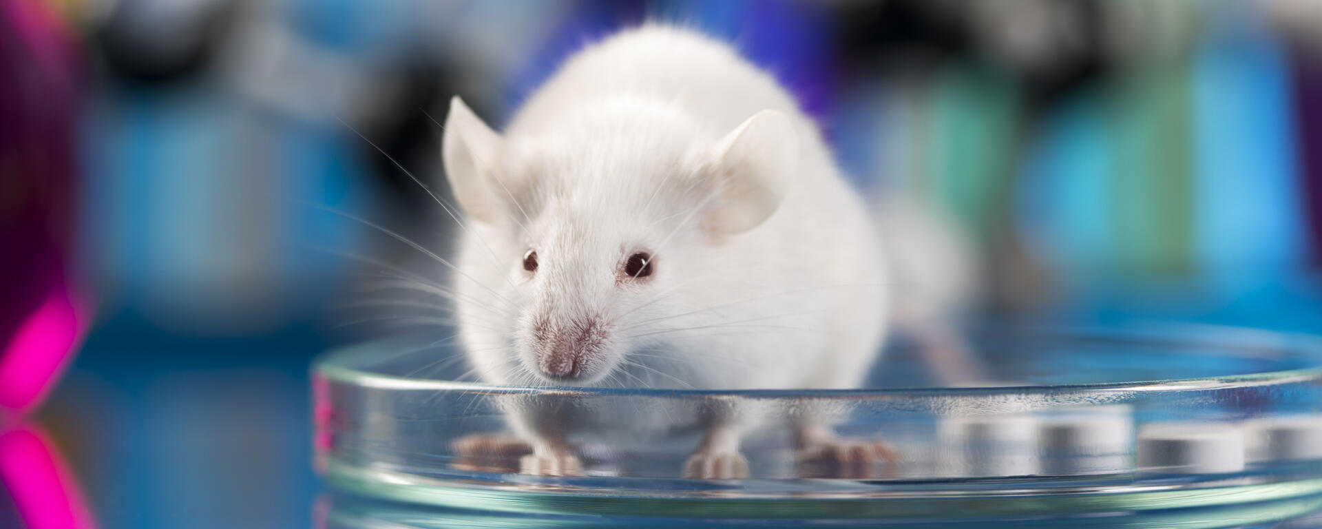 mouse