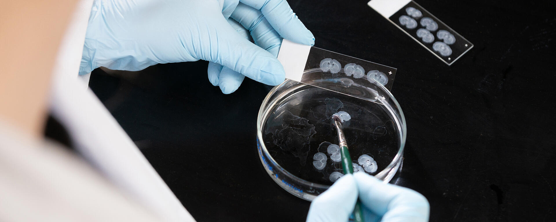 Close up of researcher transferring rodent brain slices from a Petri dish to slides.