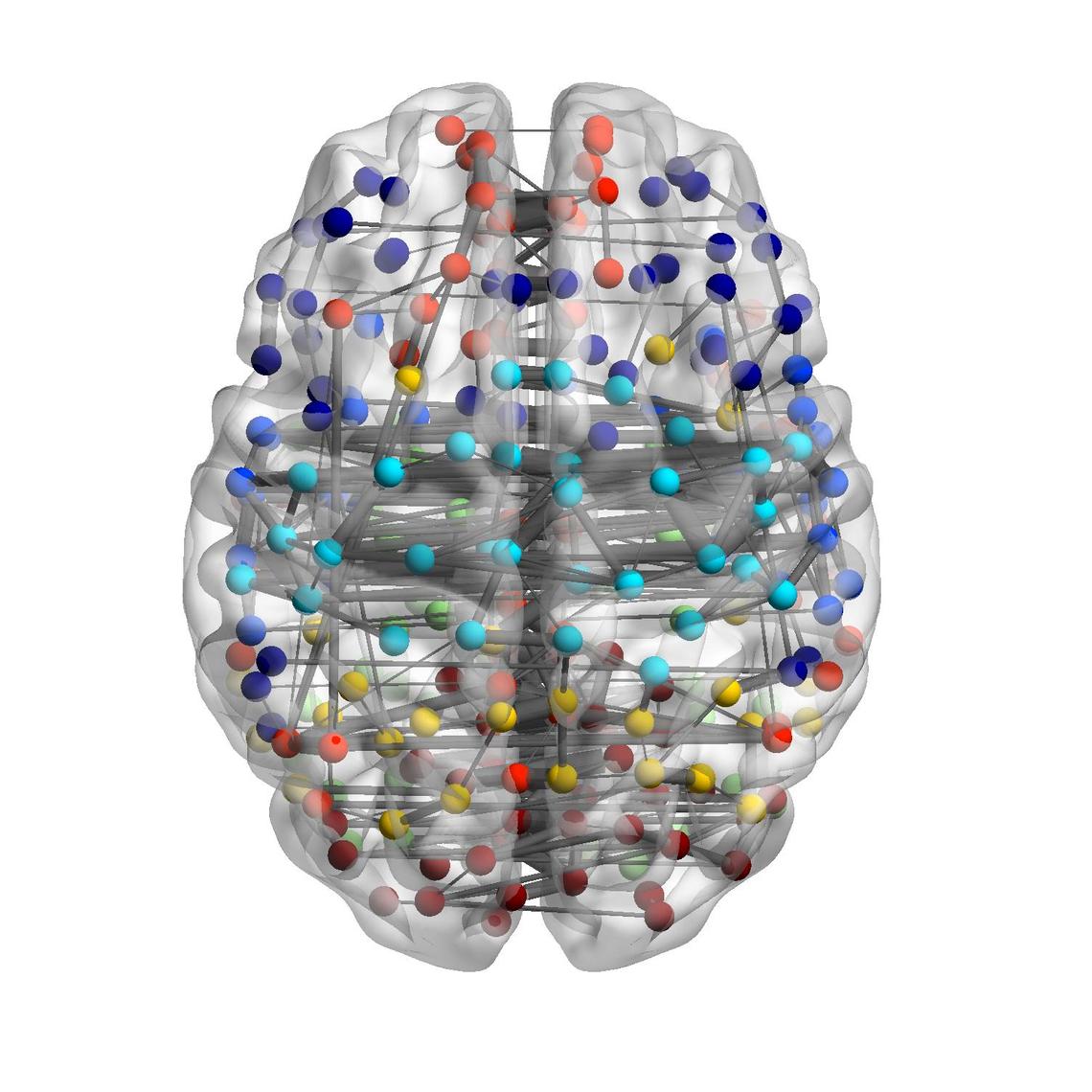 brain