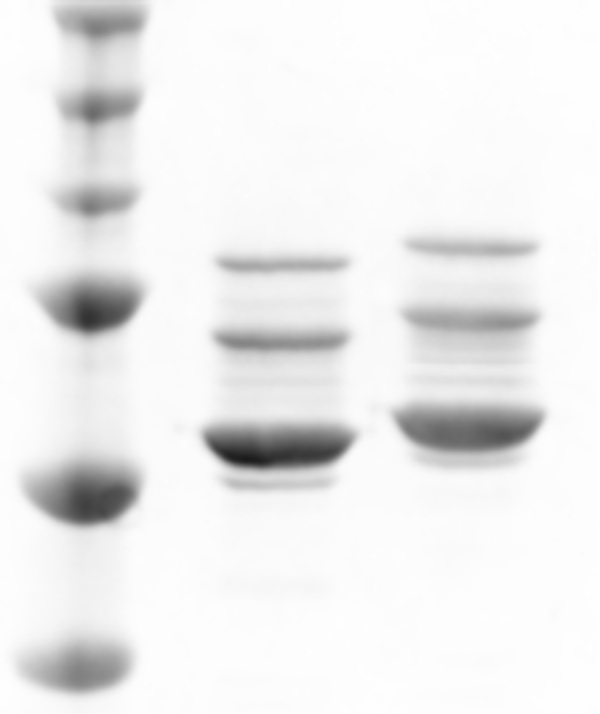 Coomassie gel