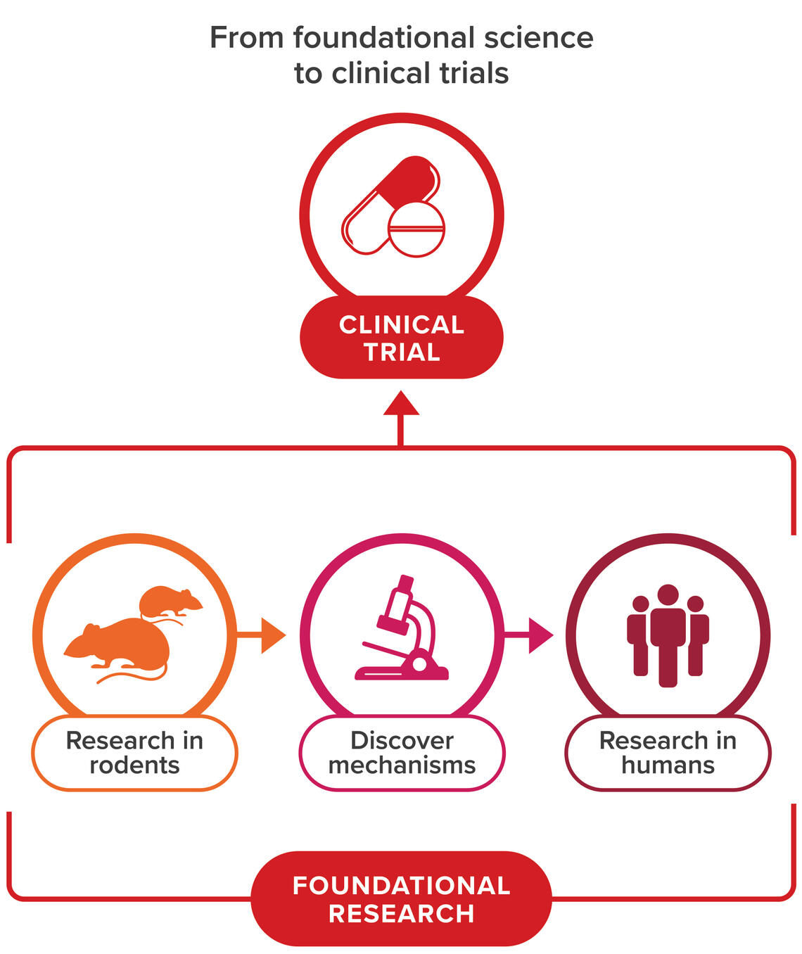A diagram explains the three steps in foundational research that are conducted before and inform clinical trials: research in rodents, discovering mechanisms, and research in humans.