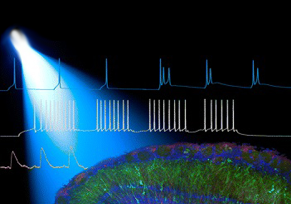 Optogenetics thumbnail