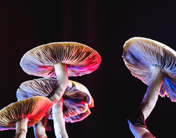 mushrooms