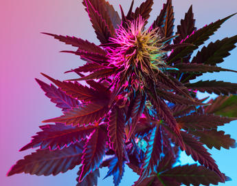 cannabis